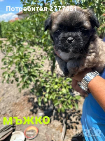 Пекинез, пекинезчета, снимка 1