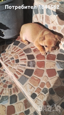 Продават се , снимка 6 - Пинчер - 52423373