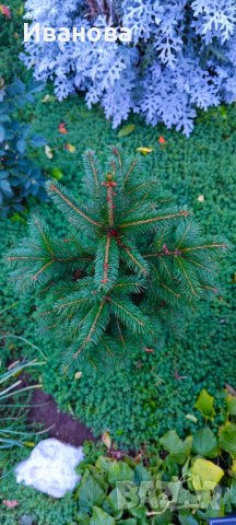 Елхички в саксия, снимка 3 - Градински цветя и растения - 43145334