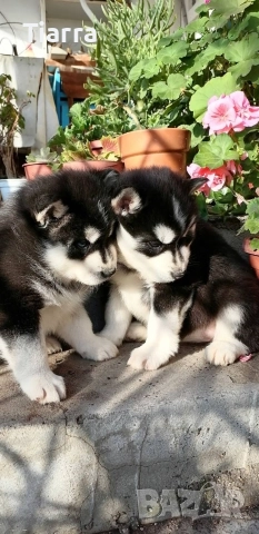 Продавам Кученца Хъски, снимка 3 - Хъски - 52686950