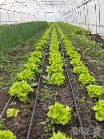 Стопанство за производство на зеленчуци, снимка 8 - Земеделска земя - 52690807