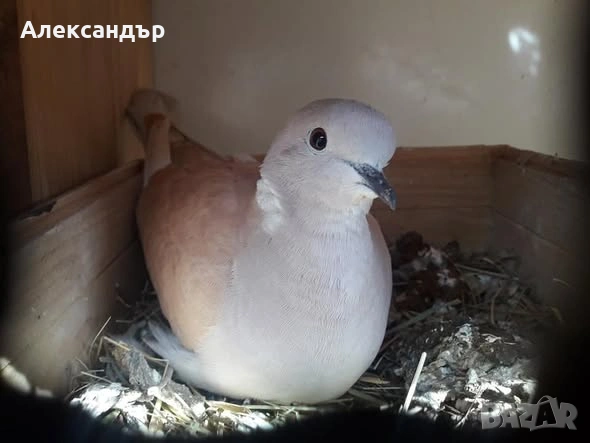 Смещи се гогутки, снимка 2 - Кокошки и пуйки - 53441976