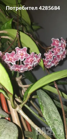 хоя пубикалукс /пепел от рози тъмна /, снимка 7 - Стайни растения - 50045816