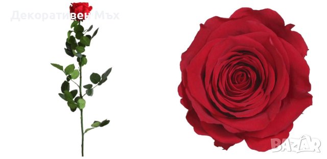 Естествени стабилизирани рози и цвят роза-за дома, подарък, декорация с мъх, снимка 2 - Декорация за дома - 31836873
