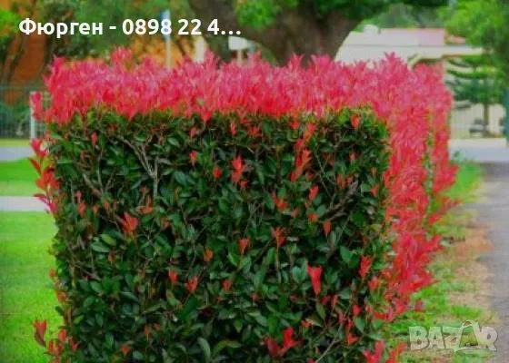 Фотиния - Налични 2 вида, снимка 4 - Разсади - 47427728