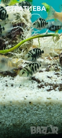 Зебровидни Цихлиди чифтове, снимка 4 - Рибки - 52284385