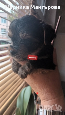 Мини Йорки.Много са игриви *, снимка 1