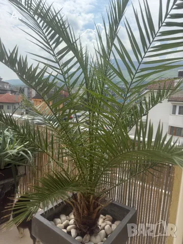 Растение ЮКА, кактус, алое вера, палма , снимка 8 - Стайни растения - 50024218