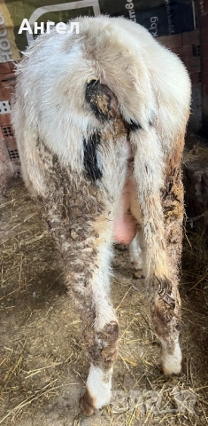 теле мъжко, снимка 2 - Крави - 53484869