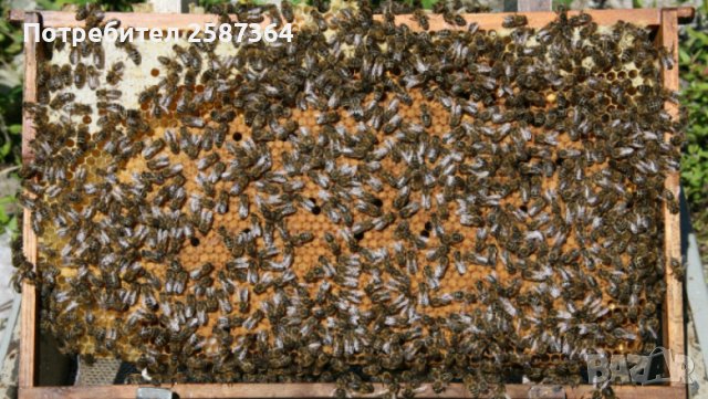 Пчелни майки и отводки рег. Номер 5567-0278 , снимка 5 - За пчели - 32094069