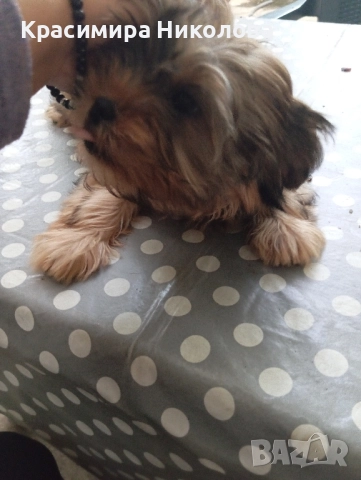 продавам 2 йоркита!.., снимка 14 - Йоркширски териер - 51533373