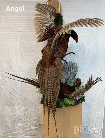 Препарирани фазани 