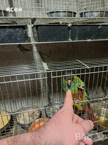 Продавам чифт Пирура Круентата, снимка 2 - Папагали - 48851141