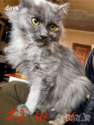 Спешно - Приемен / Постоянен дом за Домашни котки , снимка 9 - Други - 52507567