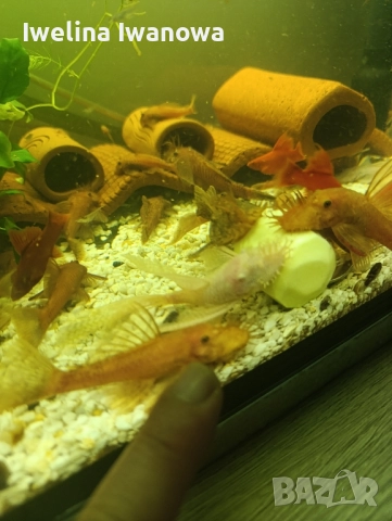 Продавам анциструси, снимка 10 - Рибки - 52562134