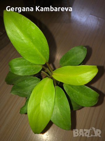 Philodendron Malay Gold , снимка 1 - Стайни растения - 43808037