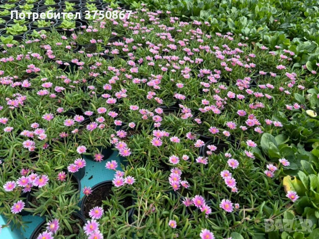 🌿🌸 Делосперма/Delosperma, снимка 4 - Градински цветя и растения - 52373549