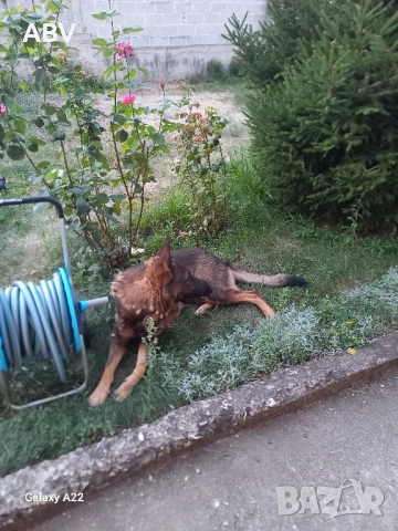 Немска овчарка 3г.,мъжки., снимка 5 - Немска овчарка - 51851909