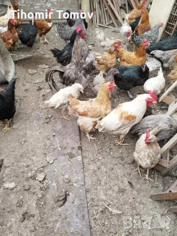 продавам домашно гледани кокошки петли пилета , снимка 2 - Кокошки и пуйки - 48863513