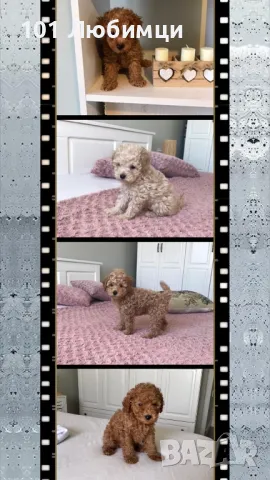 Пудели Той и Мини с родословие