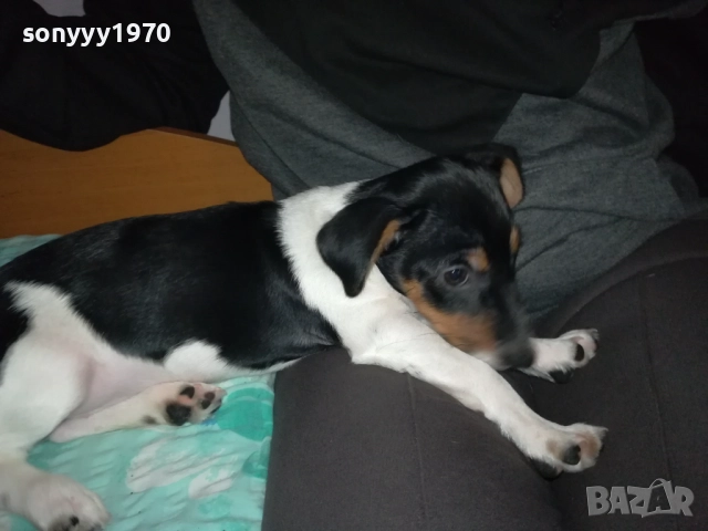 ДЖАК РЪСЕЛ-ЖЕНСКО БЕБЕ ДЖАК 0611250831, снимка 17 - Джак ръсел териер - 52314145