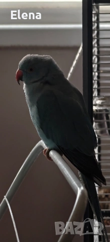 Папагал Александър, снимка 7 - Папагали - 53174997