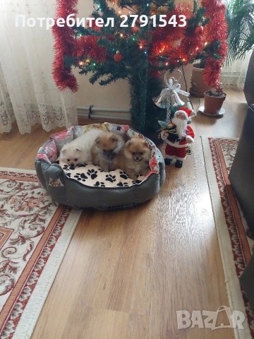 померан померанче 