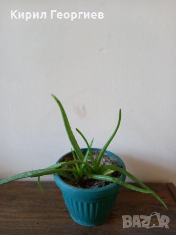 Продавам цветя - коледарче, мушкато, алое  и други, снимка 4 - Стайни растения - 20479456