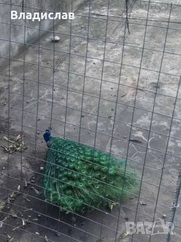 Паун мъжки на 6г , снимка 3 - други­ - 52596245