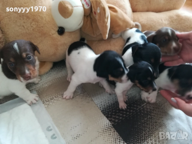 ПРОДАВАМЕ КУЧЕНЦА ДЖАК РЪСЕЛ 0909251129