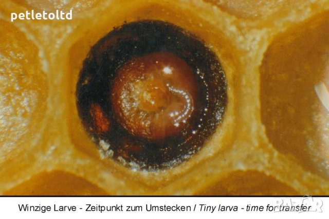Защитна клетка арт.№ 040 Schutzzellen mit Futterstopfen (10 бр), снимка 11 - За пчели - 33045170