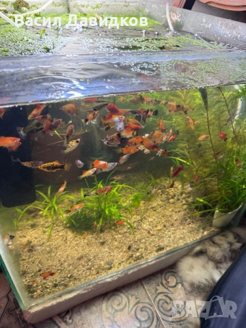 Живородни , Бял папагал и растения , снимка 4 - Рибки - 53453460