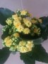 Каланхое-жълто, снимка 1 - Стайни растения - 43983907