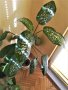 Продавам саксия с декоративно растение Дифенбахия., снимка 3