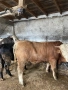 Продавам телета и телешко месо, снимка 1