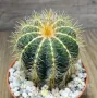 Notocactus magnificus, снимка 1