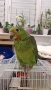 Ръчно хранени папагали Амазони , снимка 1