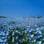100 бр редки семена от цвете цветя синя вечерна иглика лесни за засаждане в градината градински деко, снимка 4
