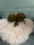 пудел Той/Тийкъп пудел , снимка 5