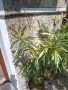 олеандър ,лян ,вариегатен, снимка 3
