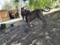 Кане корсо за разплод, снимка 4
