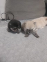 Померан, снимка 3