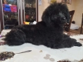Мини пудел , снимка 5