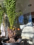 Финикова Палма , снимка 4