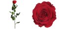 Естествени стабилизирани рози и цвят роза-за дома, подарък, декорация с мъх, снимка 2