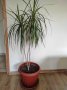 Палма-Драцена, снимка 1 - Стайни растения - 43926762