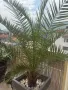 Растение ЮКА, кактус, алое вера, палма , снимка 8