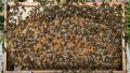 Пчелни майки и отводки рег. Номер 5567-0278 , снимка 5