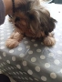 продавам 2 йоркита!.., снимка 14