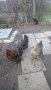 Оплодени яйца от породисти Катунски кокошки, снимка 1 - Кокошки и пуйки - 27672918